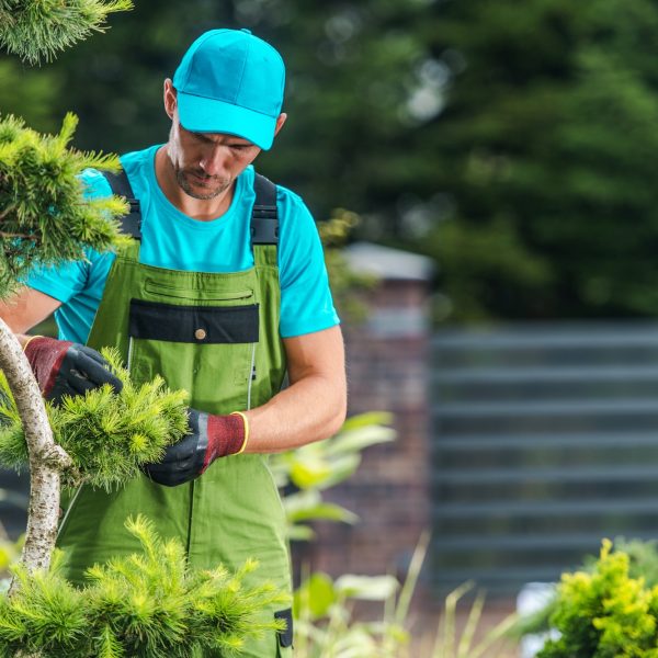 garden-maintenance-performed-by-pro-gardener.jpg garden-maintenance-performed-by-pro-gardener.jpg